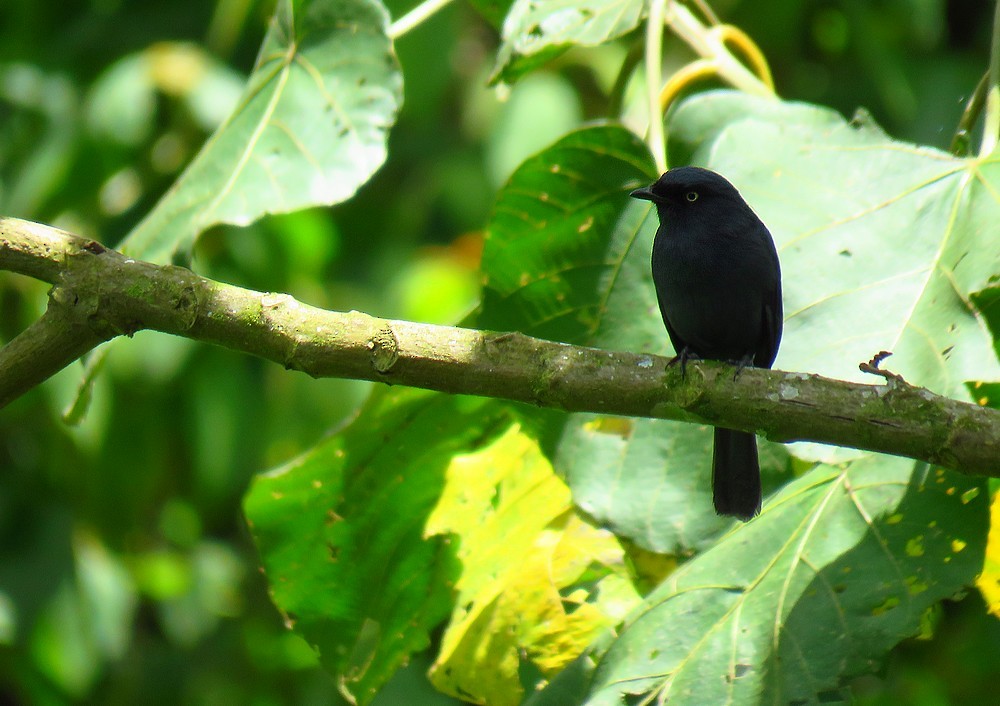 Yellow-eyed Black-Flycatcher - ML44719021