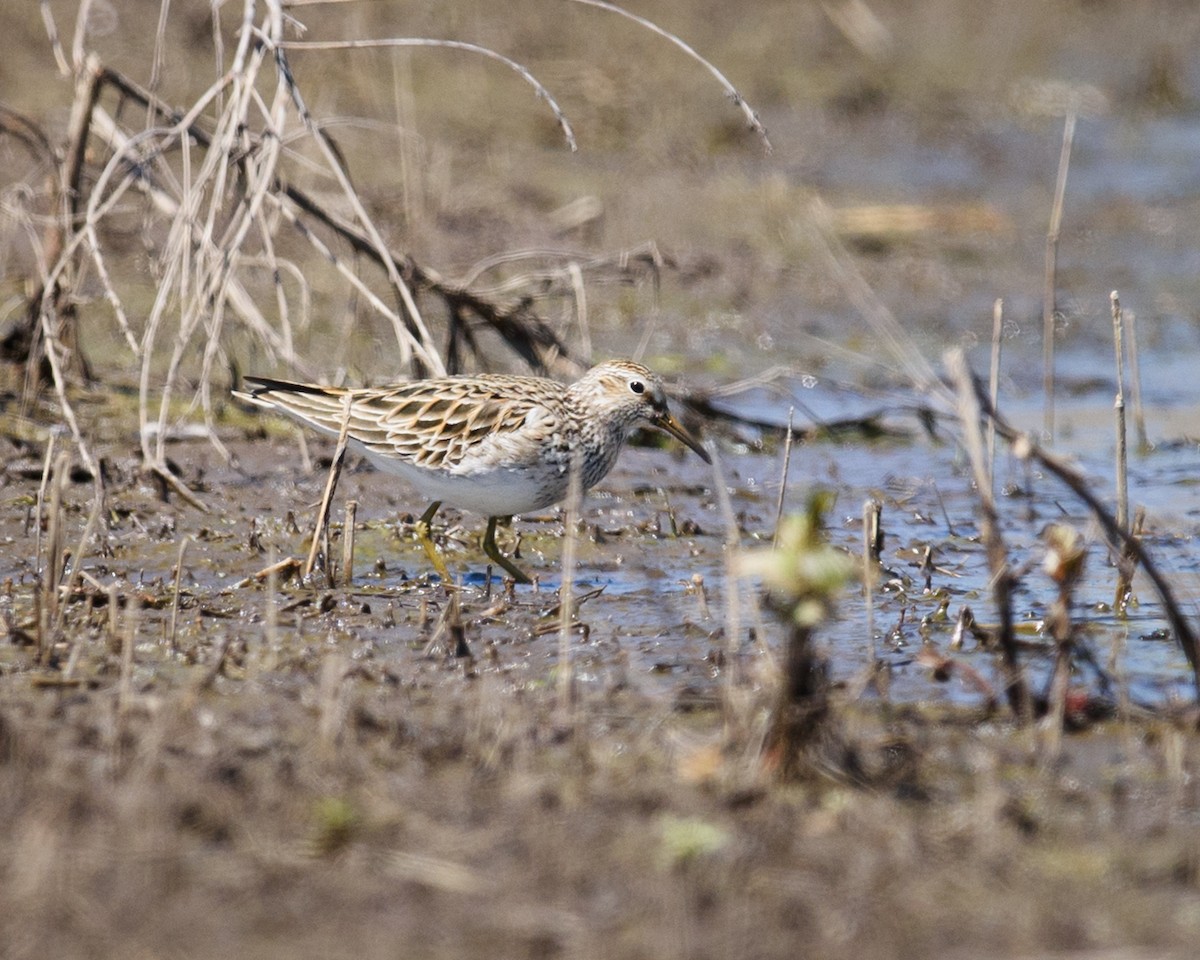 Pectoral Sandpiper - ML447190681