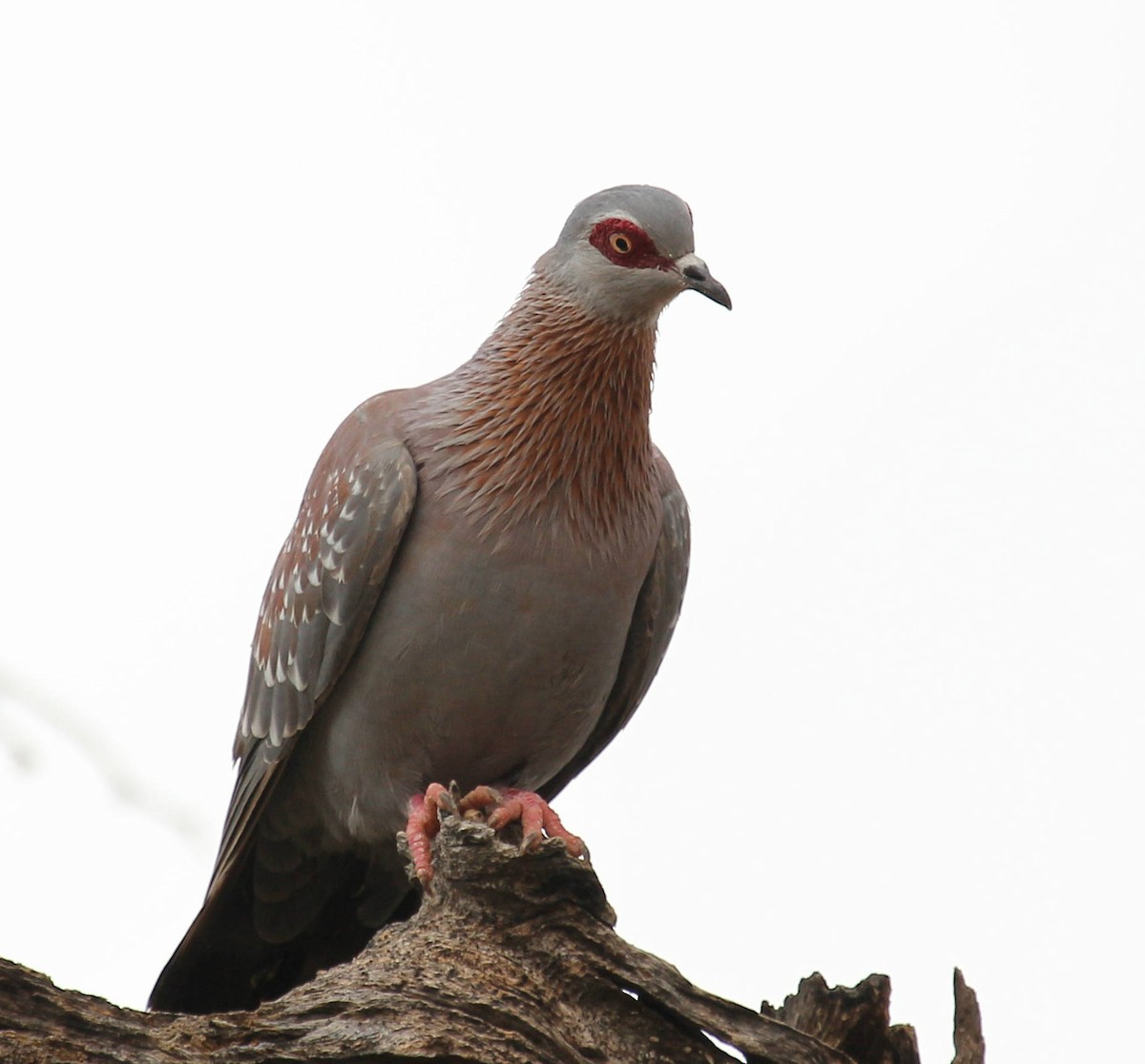 Pigeon roussard - ML44719081