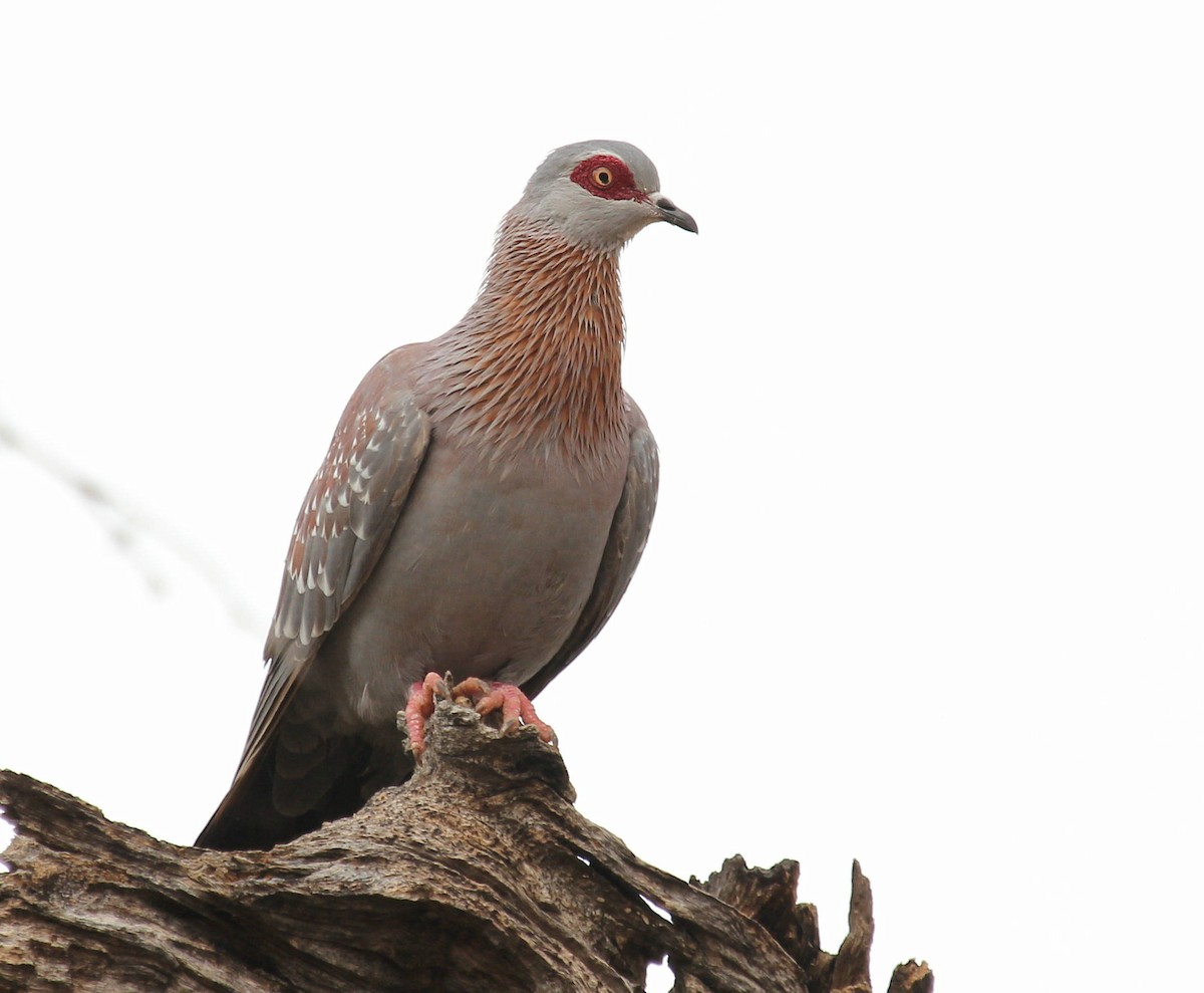 Pigeon roussard - ML44719101