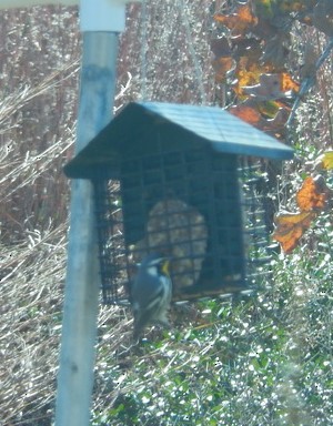 Yellow-throated Warbler - ML447193491