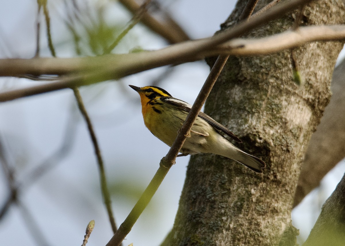 Blackburnian Warbler - Kanayo Rolle