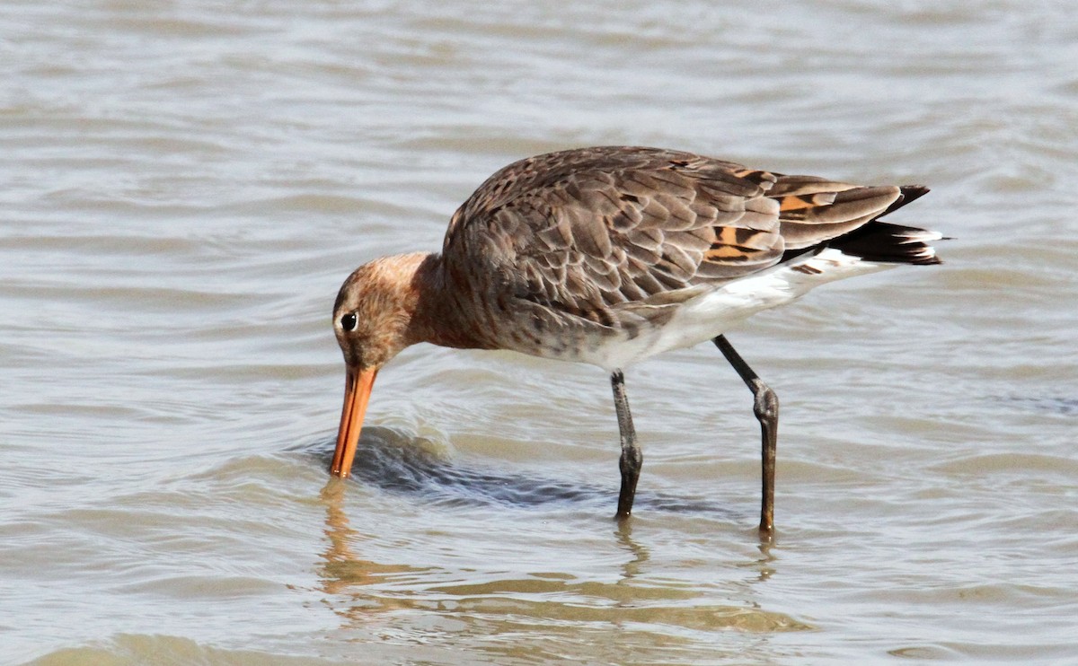 Black-tailed Godwit - ML447195691