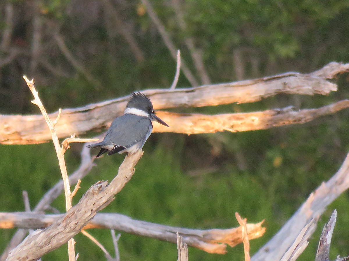 Belted Kingfisher - ML44719631
