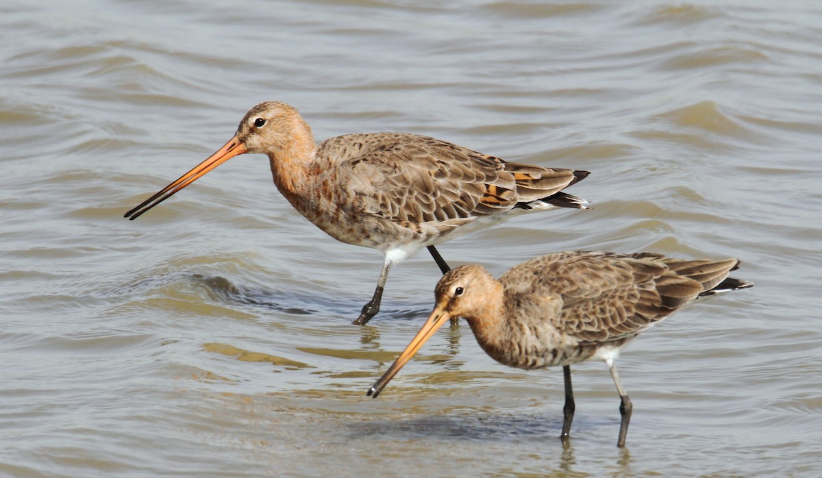 Black-tailed Godwit - ML447196411