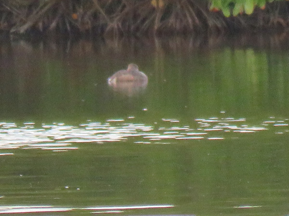 Pied-billed Grebe - ML44719701