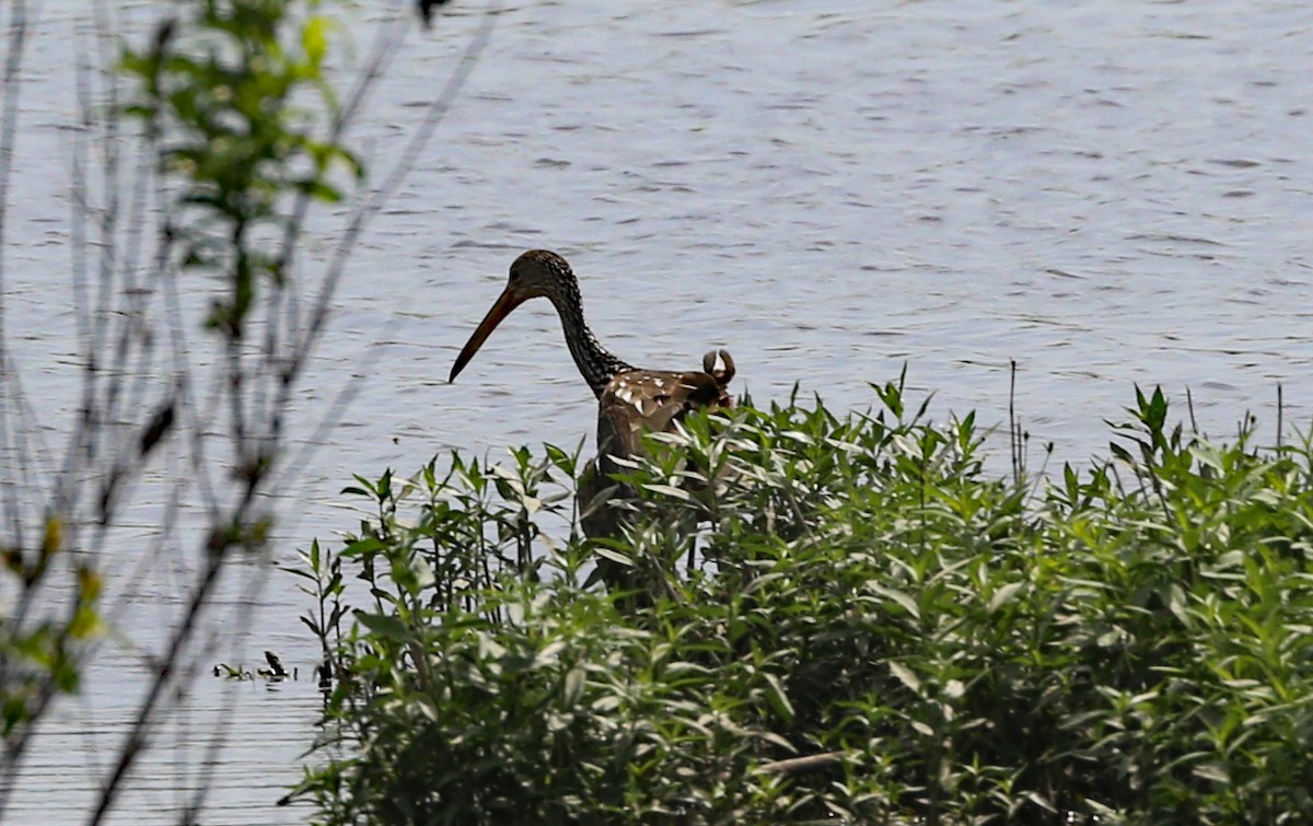 Limpkin - ML447197521