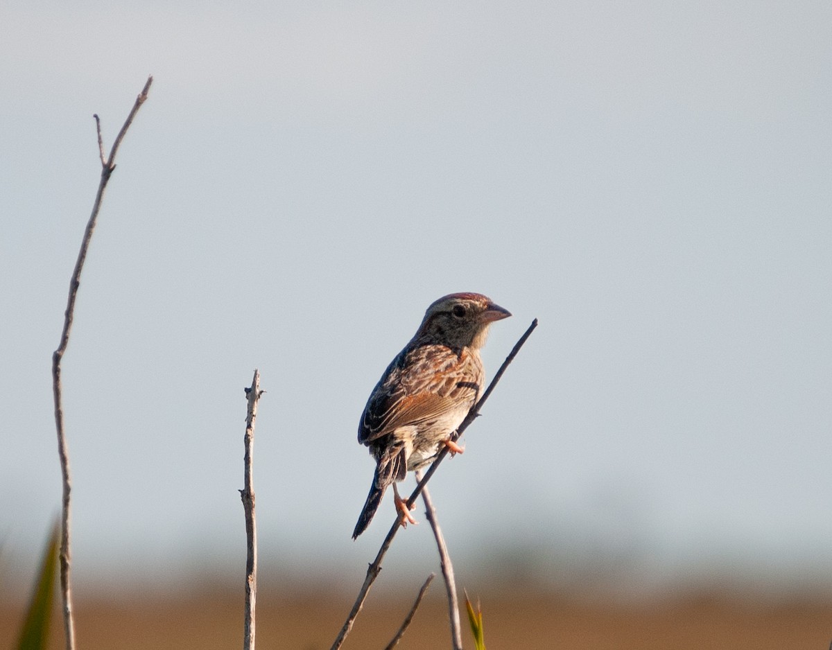 Bachman's Sparrow - ML447197781