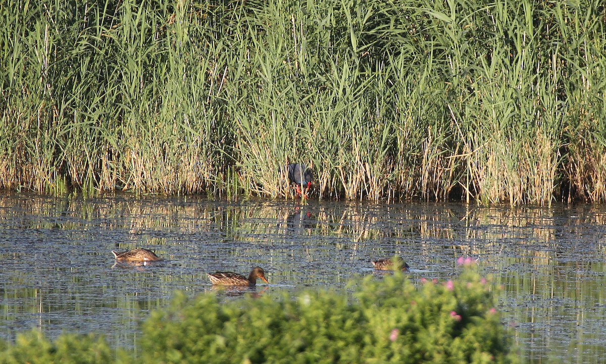 Western Swamphen - ML44719781