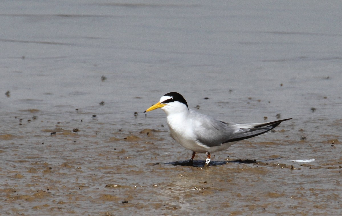 Little Tern - yuda siliki