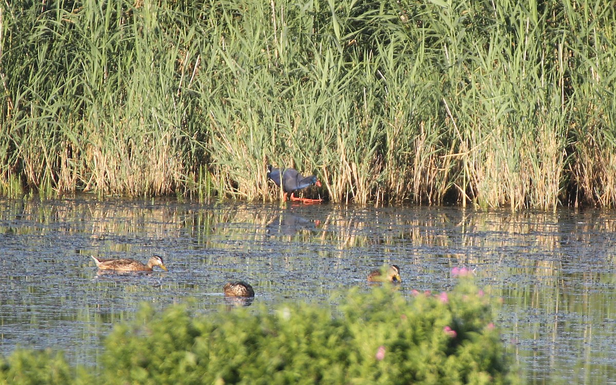 Western Swamphen - ML44719821