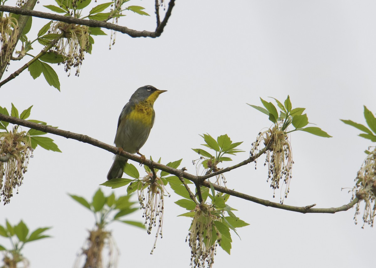 Northern Parula - ML447198341