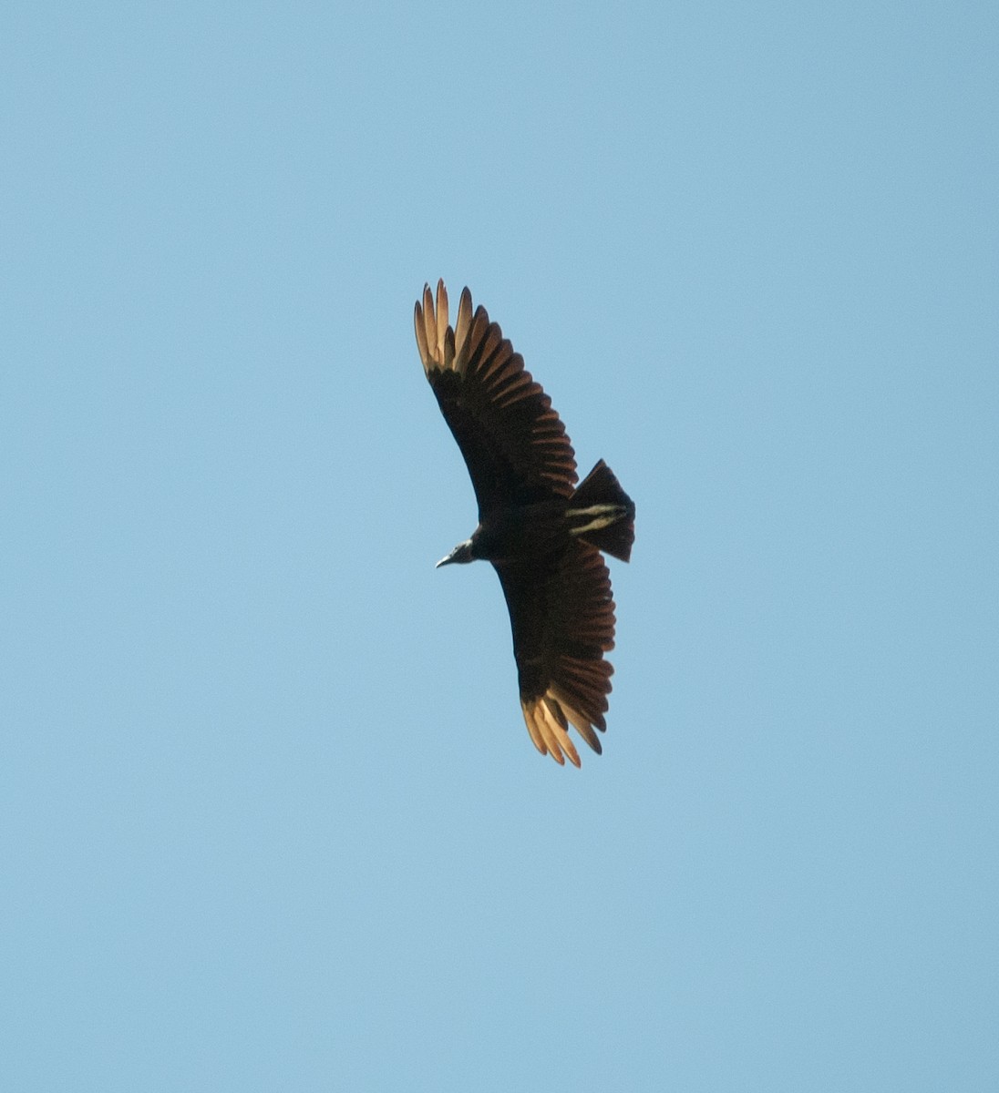 Black Vulture - ML447198851