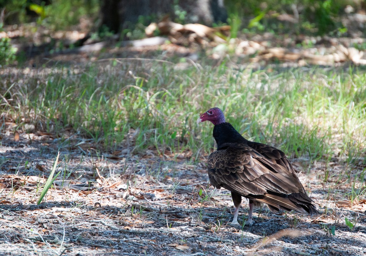 Turkey Vulture - James Earles