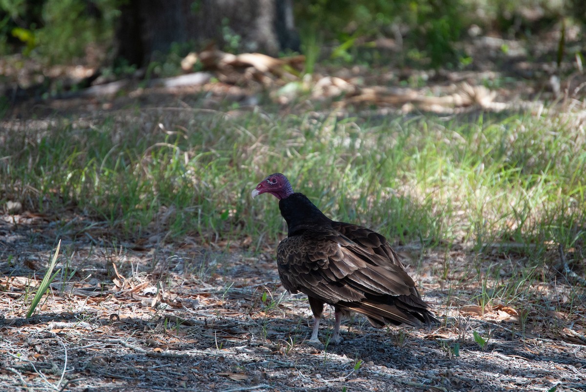 Turkey Vulture - James Earles