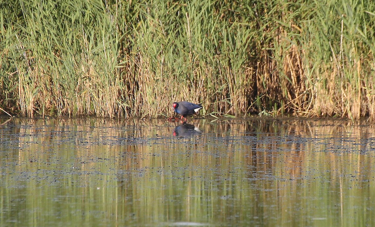 Western Swamphen - Paul Chapman