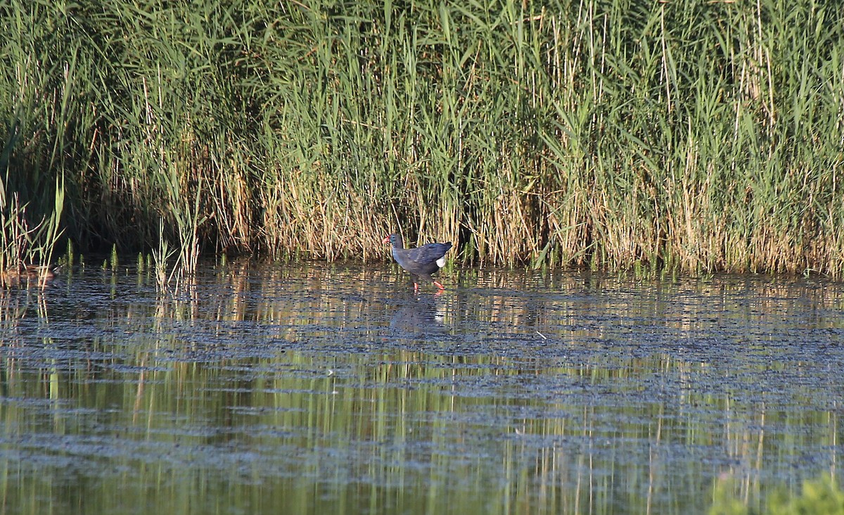 Western Swamphen - Paul Chapman