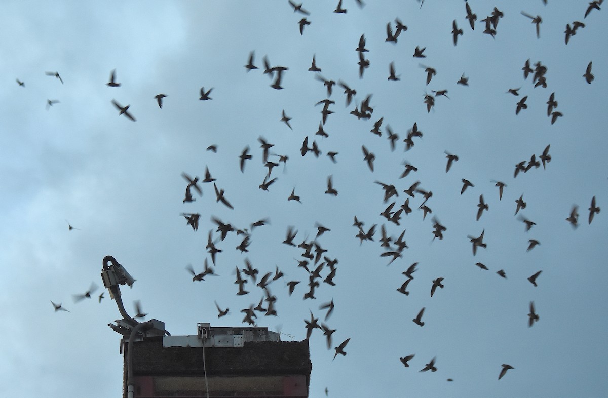 Vaux's Swift - ML447199891