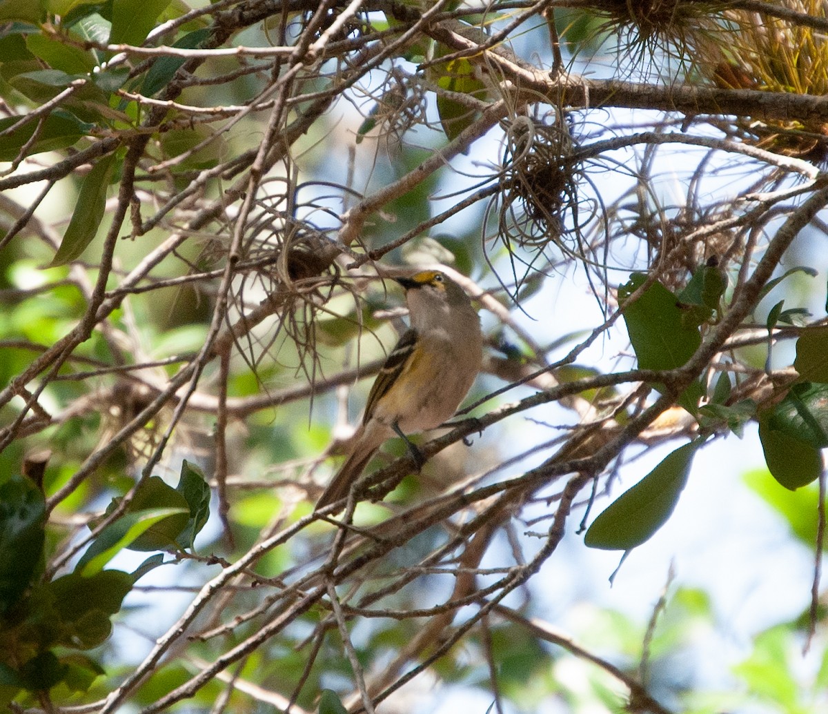 hvitøyevireo - ML447200671