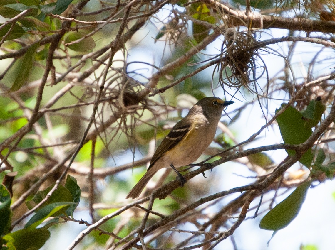 Vireo Ojiblanco - ML447200681