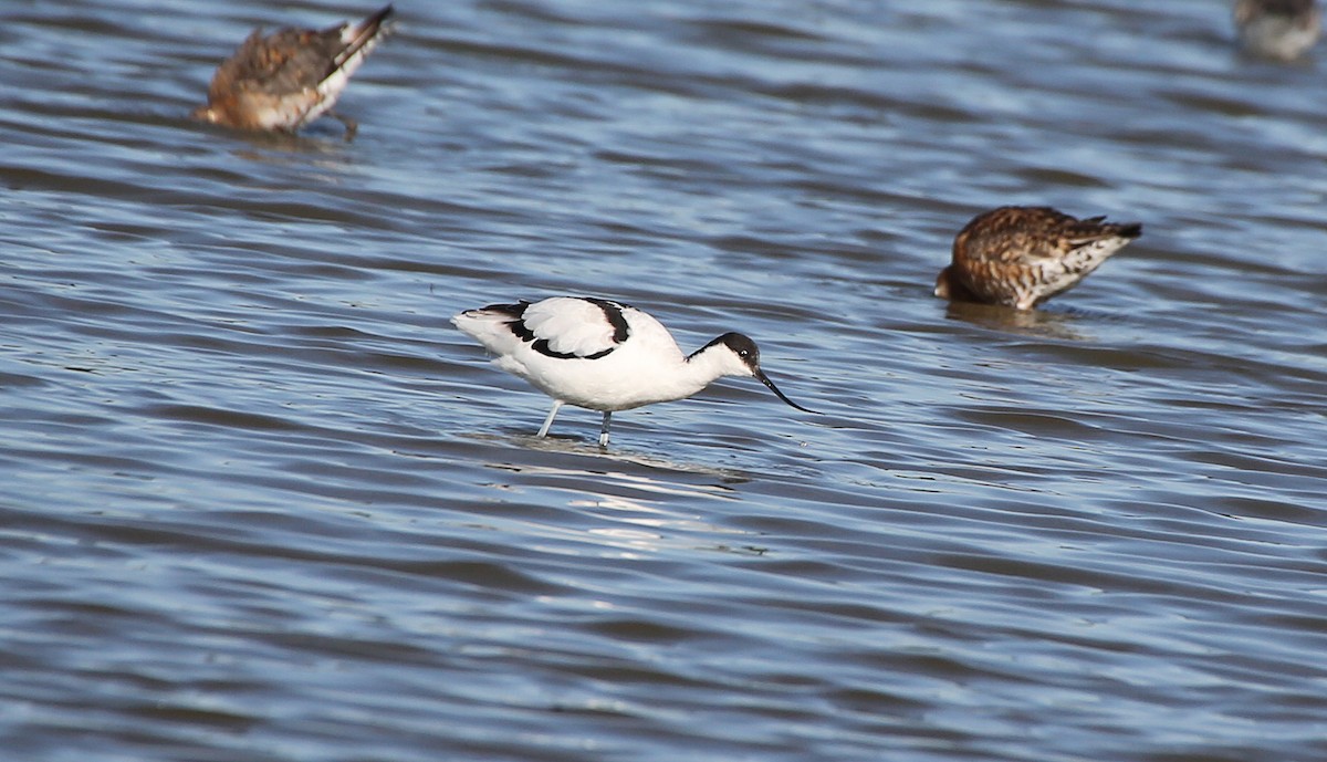 Avoceta Común - ML44720111