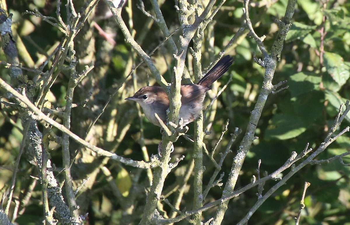 Cetti's Warbler - Paul Chapman