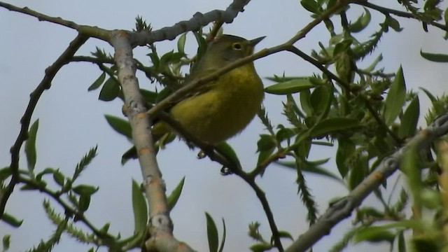 Nashville Warbler - ML447202851