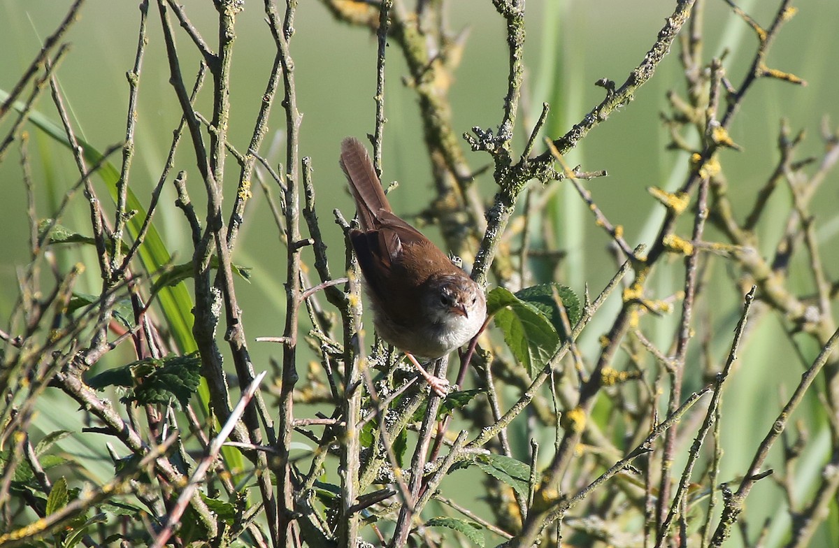 Cetti's Warbler - Paul Chapman