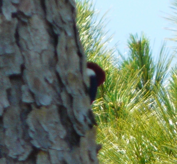 Red-headed Woodpecker - ML447203531