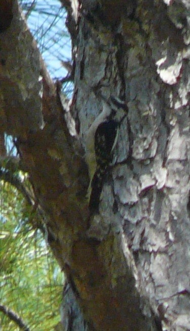 Downy Woodpecker - ML447203601