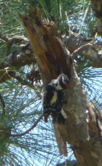 Downy Woodpecker - ML447203641
