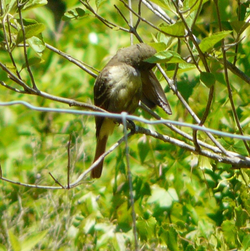Great Crested Flycatcher - ML447203951