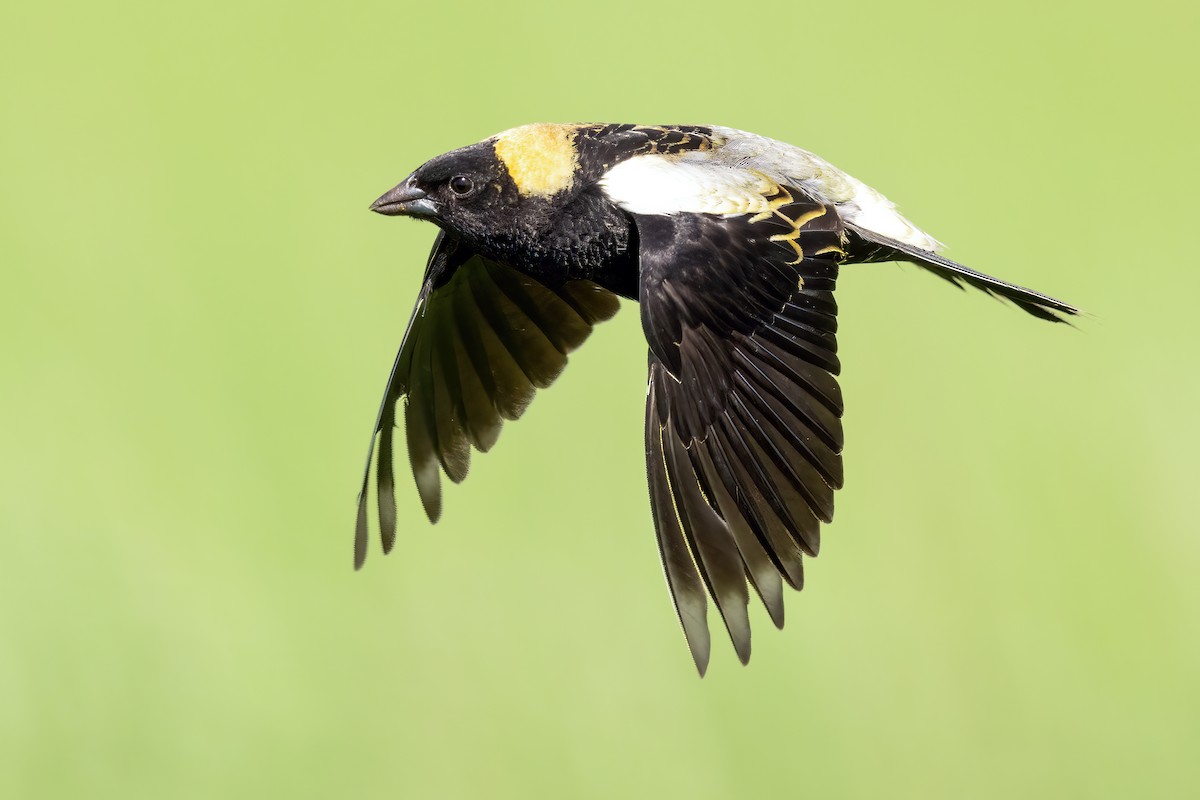 bobolink americký - ML447204781