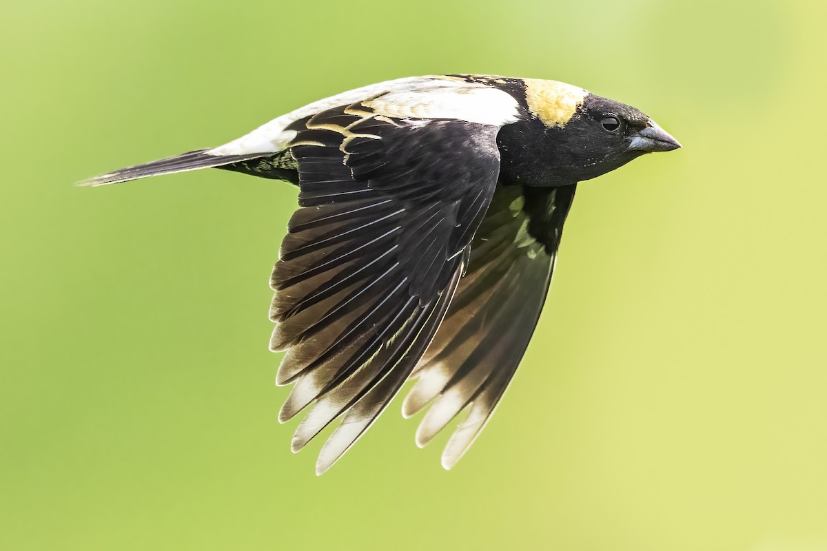 bobolink americký - ML447205011