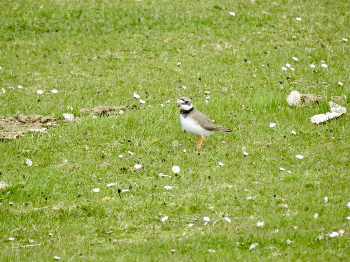 Common Ringed Plover - ML447210241