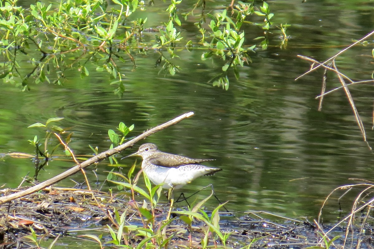 Solitary Sandpiper - ML447212671