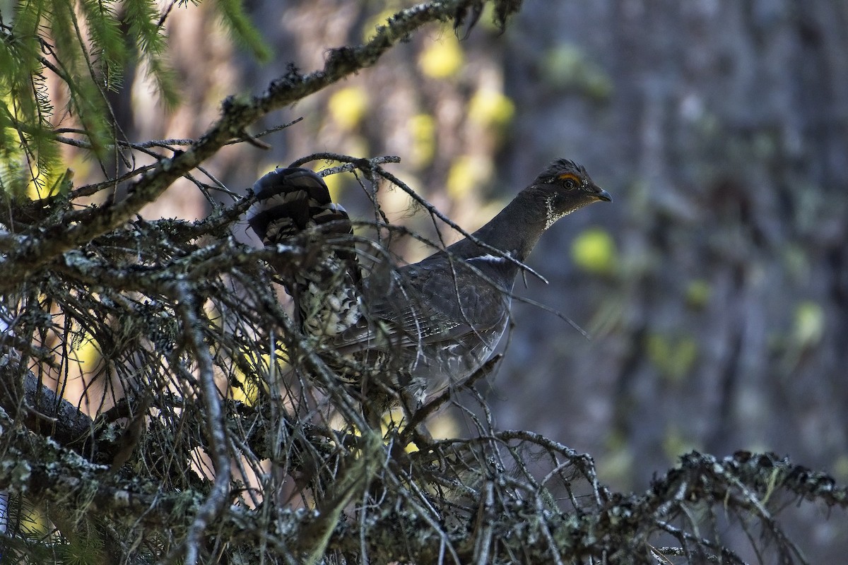 Sooty Grouse - ML447212961