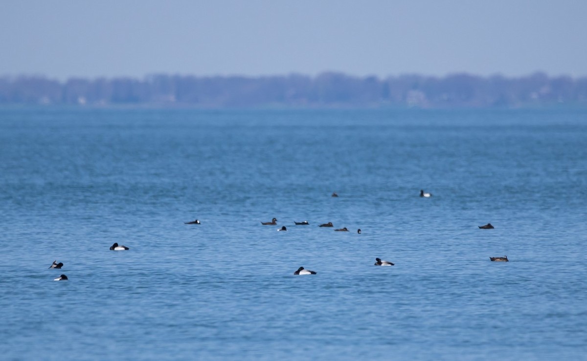 Surf Scoter - ML447214741