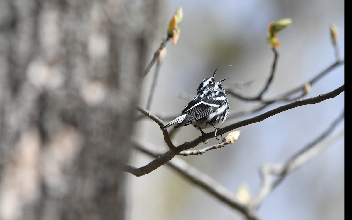 Black-and-white Warbler - James Reidy