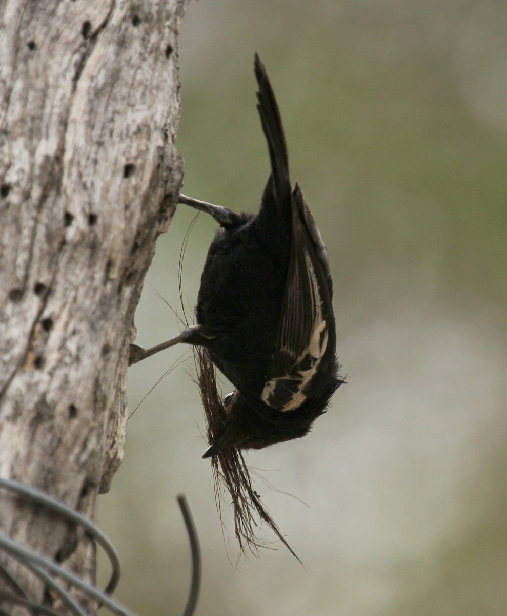 Southern Black-Tit - ML44721971