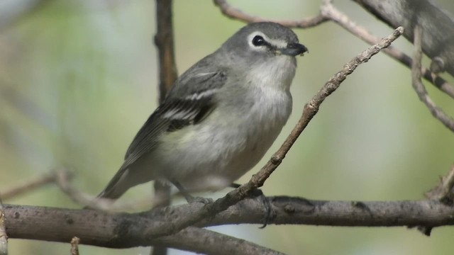 Plumbeous Vireo - ML447219991