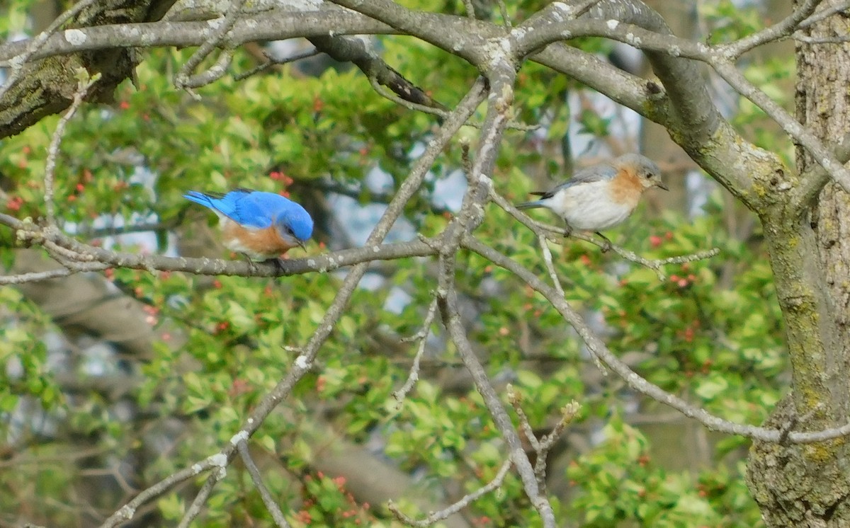 Eastern Bluebird - ML447221431