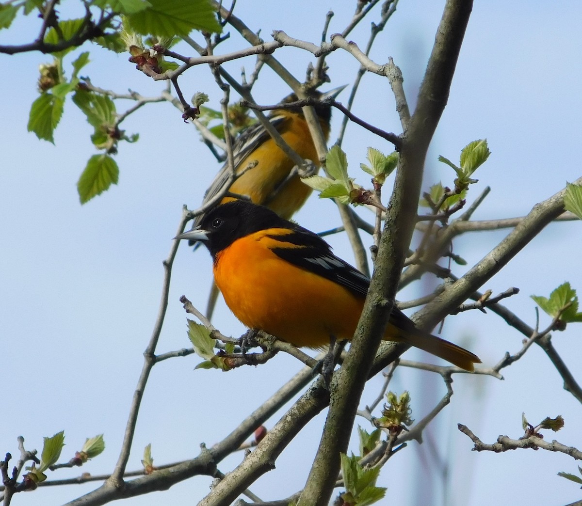 Baltimore Oriole - ML447221931