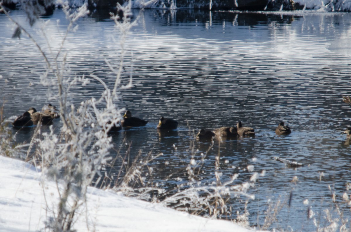 American Black Duck - Iain Rayner