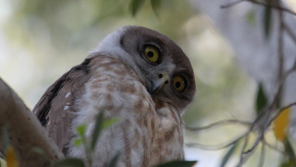 Barking Owl - ML447225161