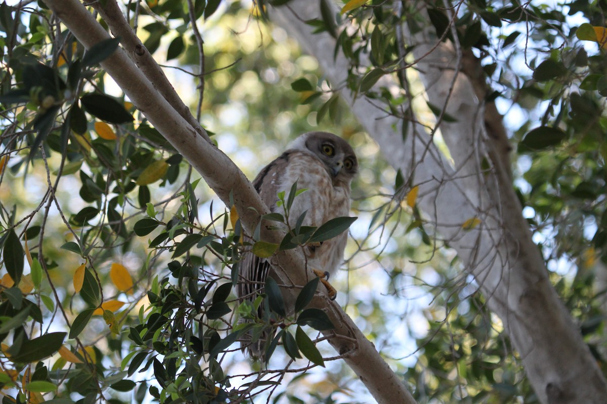 Barking Owl - ML447225811