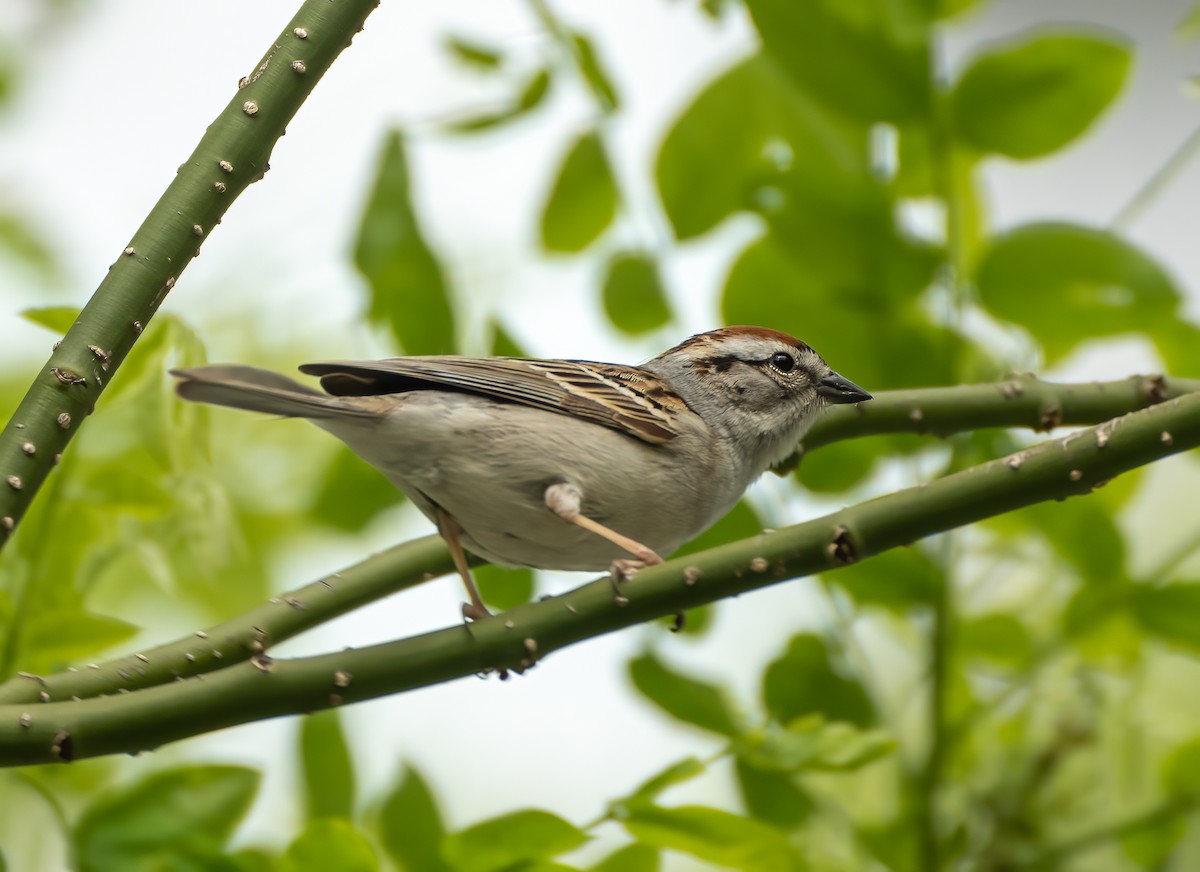 Chipping Sparrow - ML447227121