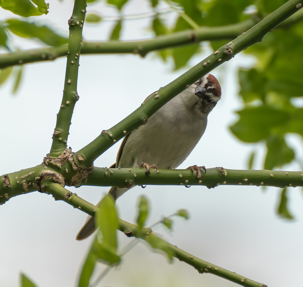 Chipping Sparrow - ML447227151