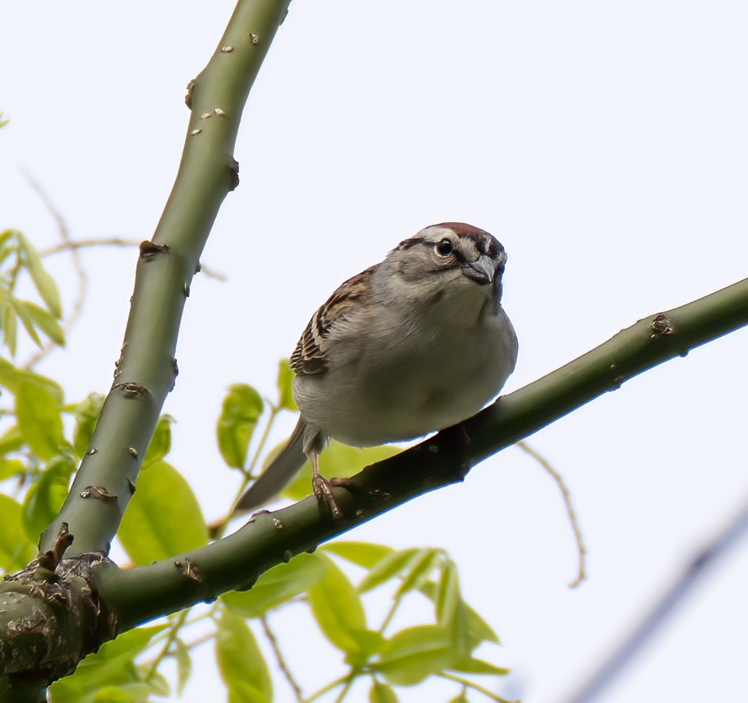 Chipping Sparrow - ML447227251