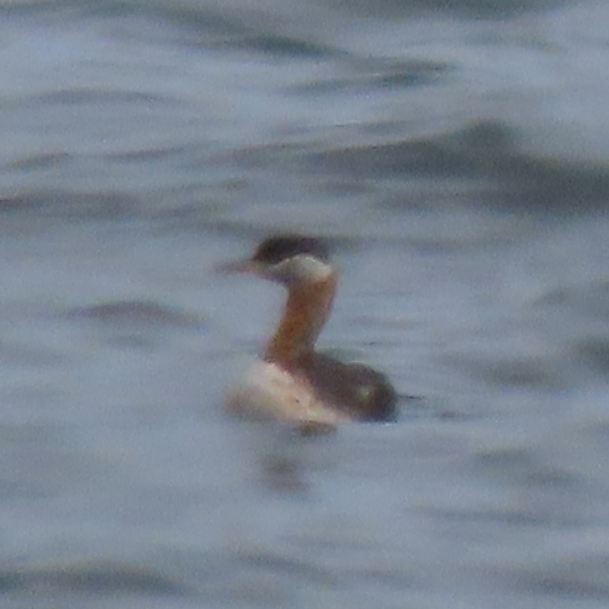 Red-necked Grebe - ML447227761